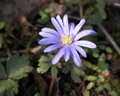 Anemone-blanda.JPG