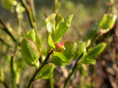 Vaccinium myrtillus.JPG