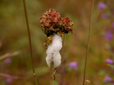 Schaum-der-Blutzikade-am Wiesenknopf.JPG