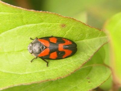 Cercopis-vulnerata-Blutzikade.JPG