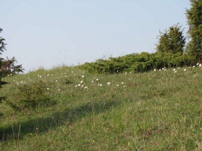 Anemone-sylvestris-Großes-Windröschen-2.JPG