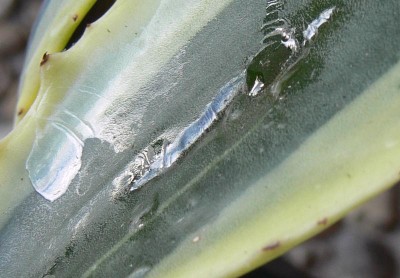 Agave_Fleck2.jpg