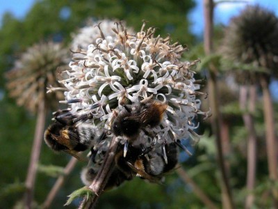 Echinops.JPG