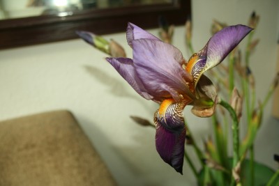 iris4.jpg