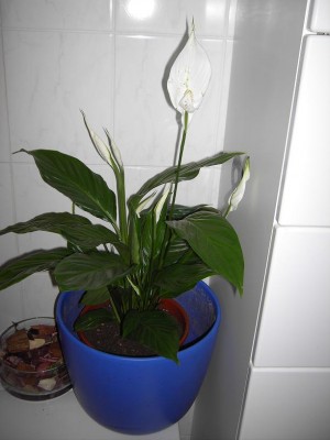 sphatiphyllum.JPG