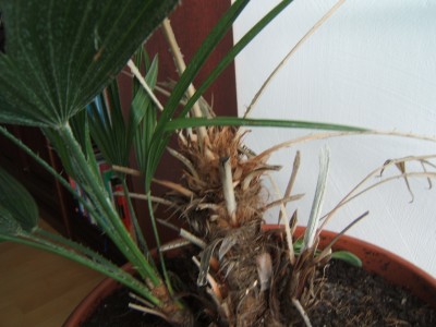 Palme 002.jpg