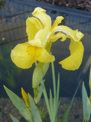 iris_pseudacirus_variegata.jpg