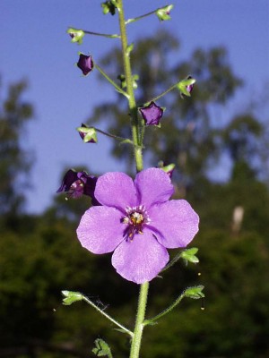 VERBASCUM-PHOENICEUM1.JPG