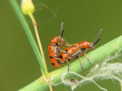 Spargelhaehnchen-Crioceris duodecimpunctata 2.JPG