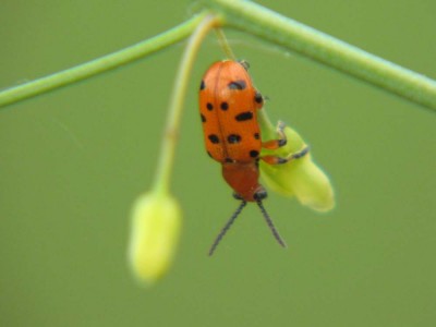 Spargelhähnchen-Crioceris duodecimpunctata .JPG