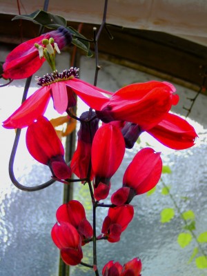 Passiflora racemosa.jpg