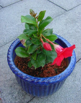 Mandevilla Pflanze.jpg