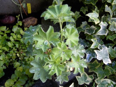 Frauenmantel  - Alchemilla mollis.JPG