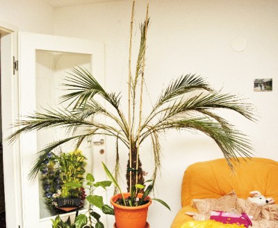 Palme3Little.jpg