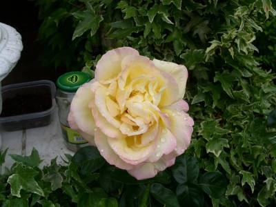 Rose.JPG