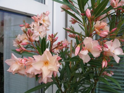 Oleander3.JPG