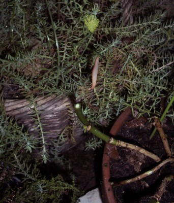 2009-06-18 - Schnecke 009.jpg