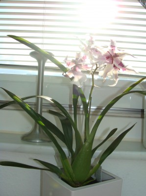 Orchidee rot weiss.JPG