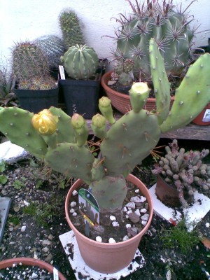 Opuntia.jpg