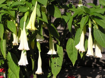 Trompetenbaum-Blüten.JPG