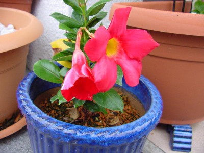 Mandevilla 2 Blüten.jpg