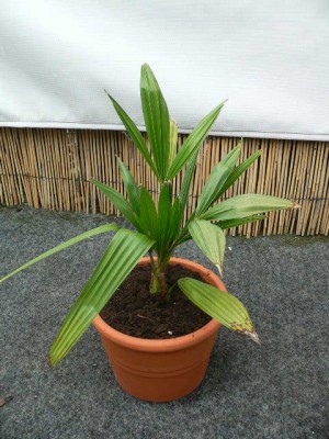 Trachycarpus_fortunei .jpg