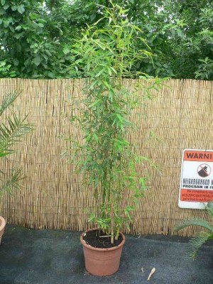 Phyllostachys_aurea.jpg