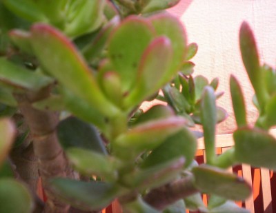 Crassula2.JPG