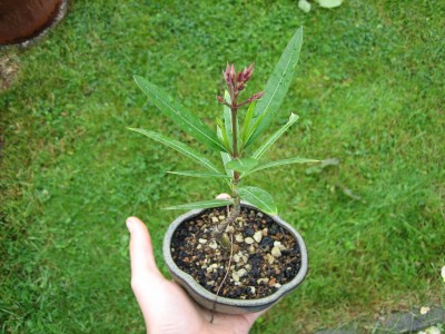 Bonsai Oleander.jpg