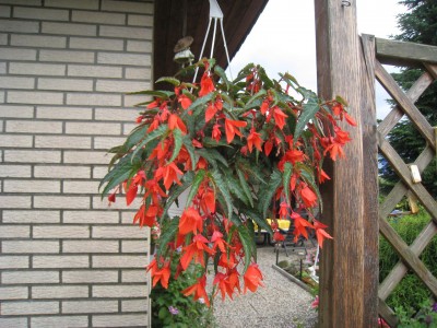 Fuchsien 006.JPG