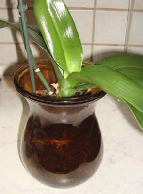 Orchidee in Vase3.jpg