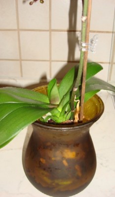 Orchidee in Vase1.jpg