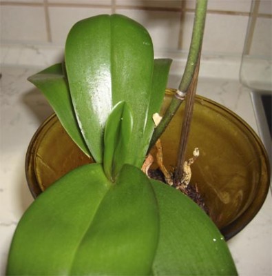 Orchidee in Vase2.jpg
