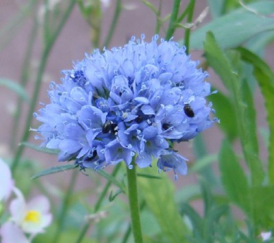 Knautia arvensis.jpg