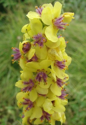 04.07.2009 verbascum.jpg