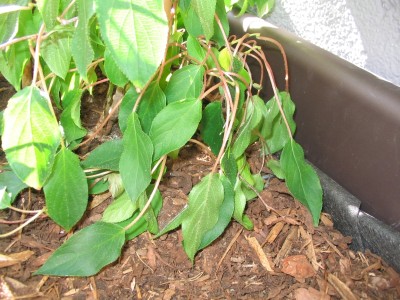 Kiwi-Pflanze-Krank_023.jpg