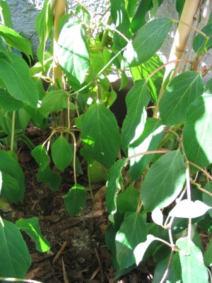 Kiwi-Pflanze-Krank_022.jpg