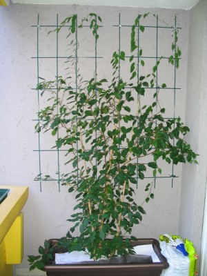 Kiwi-Pflanze-wieder-gesund_001.jpg