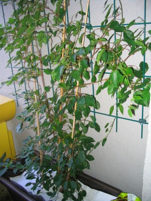 Kiwi-Pflanze-wieder-gesund_004.jpg