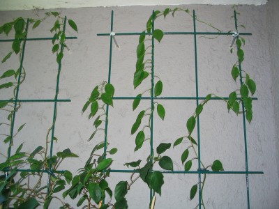 Kiwi-Pflanze-wieder-gesund_002.jpg