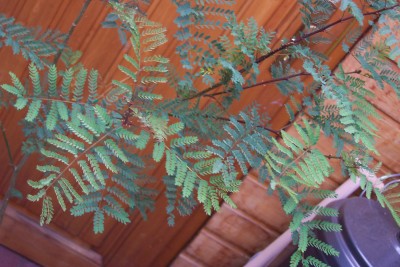 Caesalpinia gilliesii 002.jpg