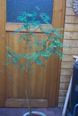 Caesalpinia gilliesii 001.jpg