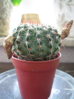 Kaktus1.jpg