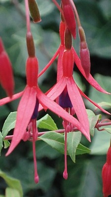 freilandfuchsie - Fuchsia magellanica var. gracilis.jpg