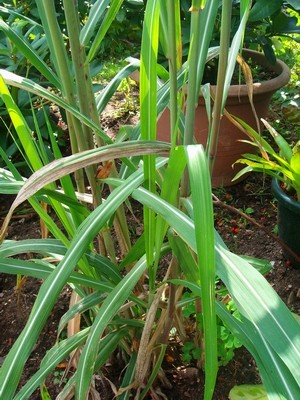 Miscanthus.JPG