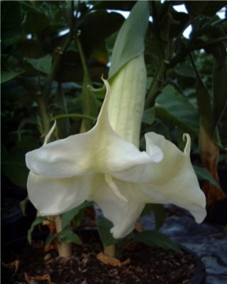 datura%20arborea.jpg