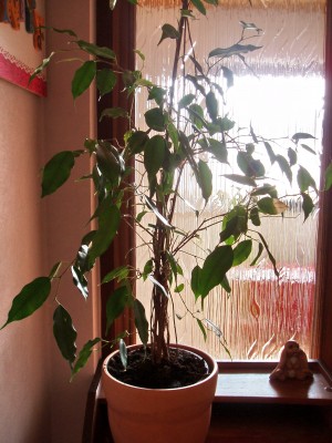 ficus benjamini 001.jpg