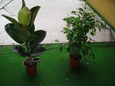 ficus elastica und benjamini 02.jpg