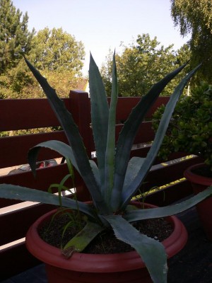 Aloe 014.jpg