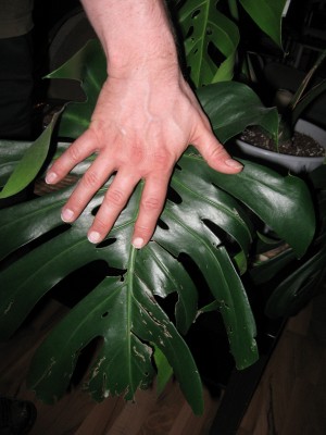 Monstera 3.jpg